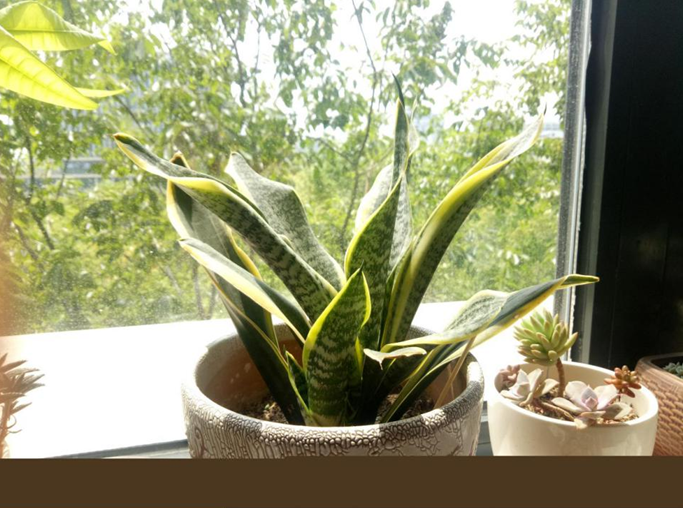 一盆勵志的虎皮蘭