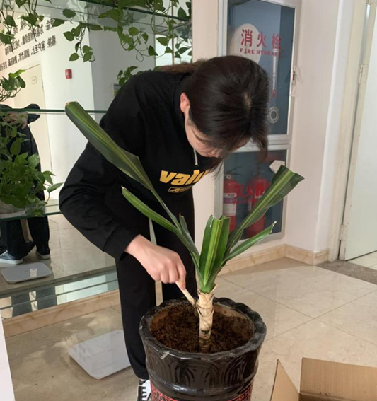 一盆長不大的綠植