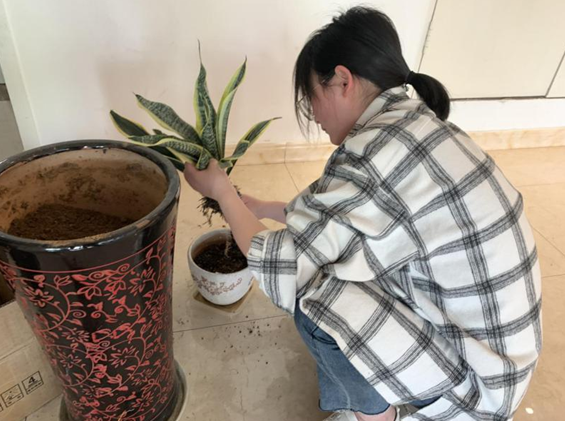 一盆勵志的虎皮蘭